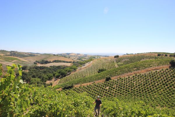 BAILEY RANCH VINEYARD