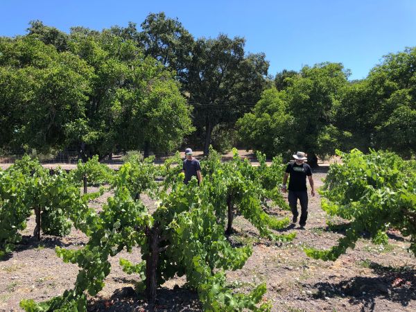 OLD OAK VINEYARD